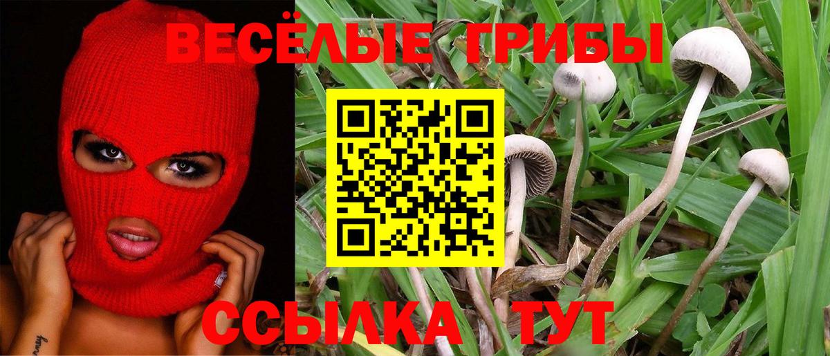 Псилоцибиновые грибы Psilocybe Бугуруслан